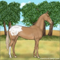 Horse Color:Chestnut Appaloosa