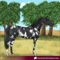 Horse Color:White Spotted Black 