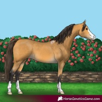 Horse Color:Buckskin 