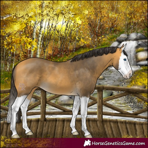 Horse Color:Buckskin Splash 