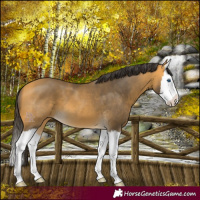 Horse Color:Buckskin Splash 