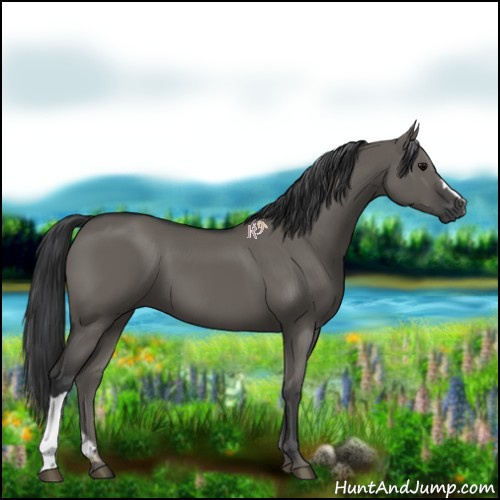 Horse Color:Grullo