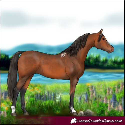 Horse Color:Bay 