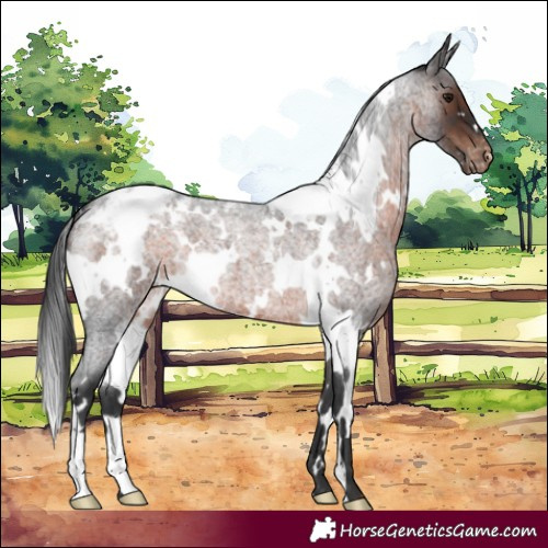 Horse Color:White Spotted Brown Roan Snowcap 