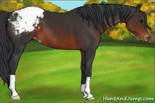 Horse Color:Brown Appaloosa 