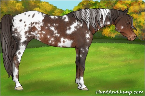 Horse Color:White Spotted Liver Chestnut Appaloosa 