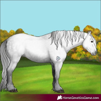 Horse Color:Gray Blue Roan 