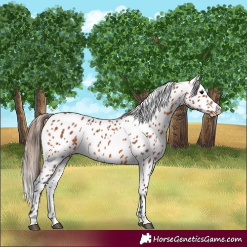 Horse Color:Bay Near Leopard