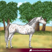 Horse Color:Bay Appaloosa 