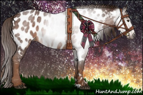 Horse Color:Gray Chestnut Appaloosa 