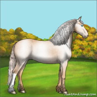Horse Color:Gray Cremello 