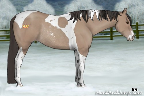 Horse Color:Classic Champagne Sabino Tobiano Rabicano 