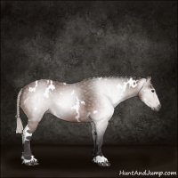 Horse Color:Gray White Spotted Silver Bay Appaloosa 