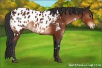 Horse Color:White Spotted Brown Appaloosa 