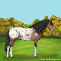 Horse Color:Bay Tobiano Appaloosa 