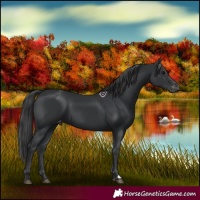 Horse Color:Black Appaloosa