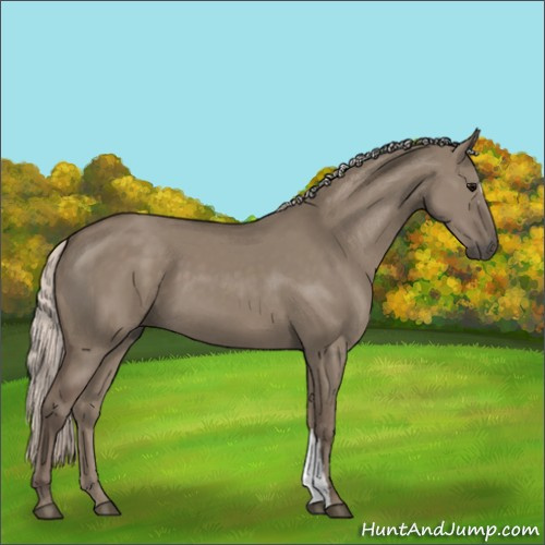 Horse Color:Silver Grullo 