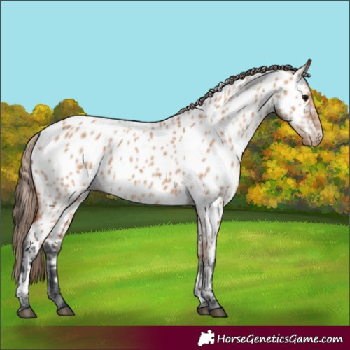 Horse Color:Bay Dun Appaloosa 