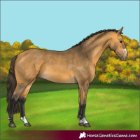Horse Color:Buckskin 