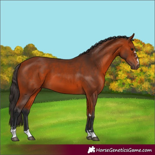 Horse Color:Bay 