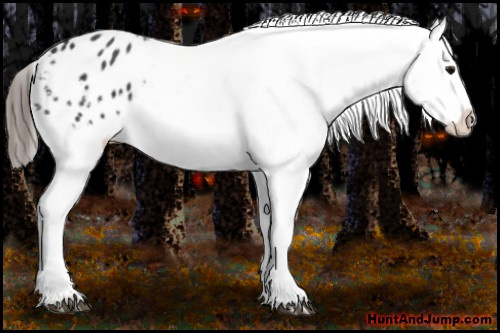 Horse Color:Black Blanket Rabicano