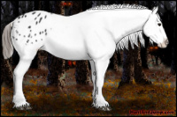 Horse Color:Black Appaloosa Rabicano 