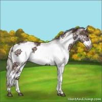 Horse Color:White Spotted Silver Black Frame 