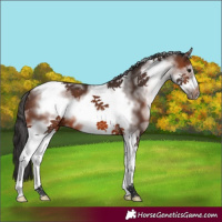 Horse Color:White Spotted Brown Tobiano Frame 