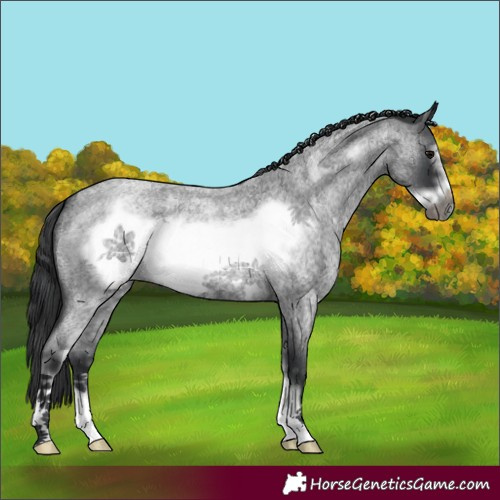 Horse Color:Blue Roan Sabino Frame 