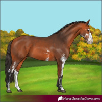 Horse Color:Bay Sabino 