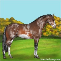 Horse Color:White Spotted Bay Frame 