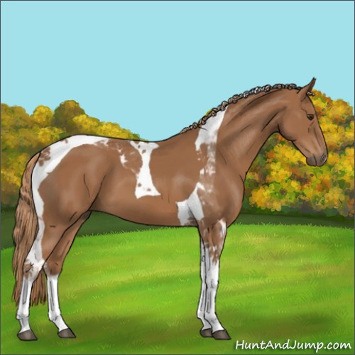 Horse Color:Chestnut Sabino Tobiano 