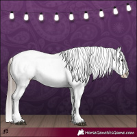 Horse Color:Black Splash Tobiano Appaloosa 