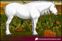 Horse Color:Smoky Blue Roan Near Leopard 