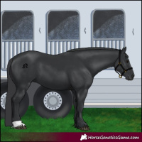 Horse Color:Black 