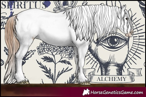 Horse Color:Bay Roan Splash Frame Appaloosa 