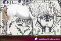 Horse Color:Bay Roan Splash Frame Appaloosa 