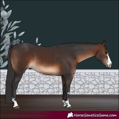 Horse Color:Brown 
