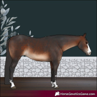 Horse Color:Brown 