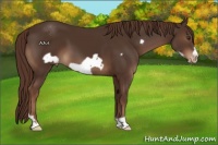 Horse Color:Liver Chestnut Frame Appaloosa