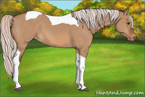 Horse Color:Silver Bay Dun Tobiano Appaloosa 