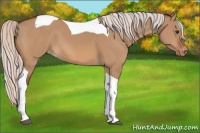 Horse Color:Silver Bay Dun Tobiano Appaloosa 