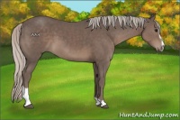 Horse Color:Silver Black Sabino 