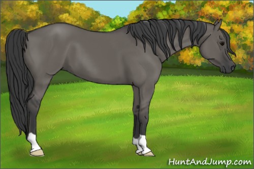 Horse Color:Grullo 
