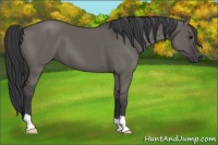 Horse Color:Grullo 