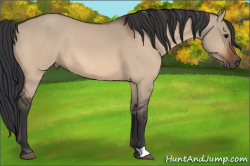 Horse Color:Bay Dun 