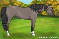 Horse Color:Grullo 