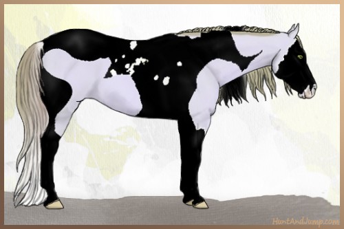 Horse Color:ERROR: UNKNOWN ANOMALY