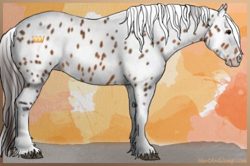 Horse Color:Buckskin Tobiano Appaloosa 