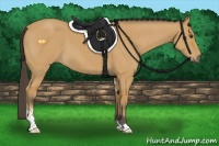 Horse Color:Buckskin Sabino 